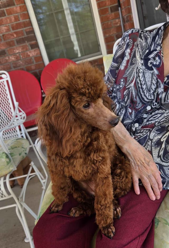 Dark Red Toy Poodle Puppies media 3