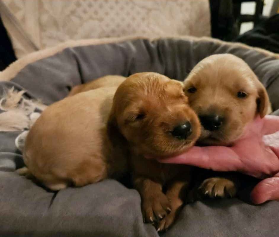 Golden Retriever Puppies breeder image 1
