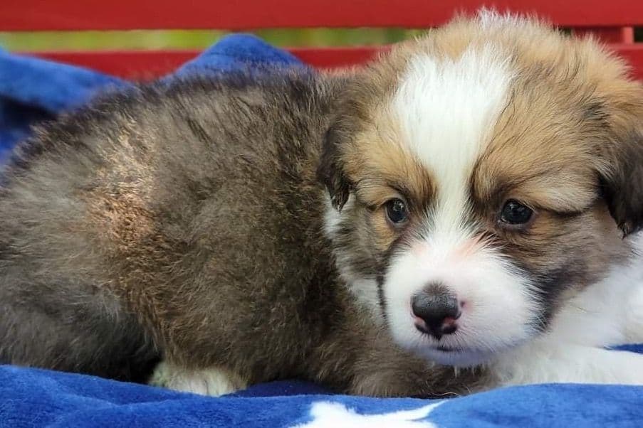 Pembroke Welsh Corgi Puppies breeder image 2