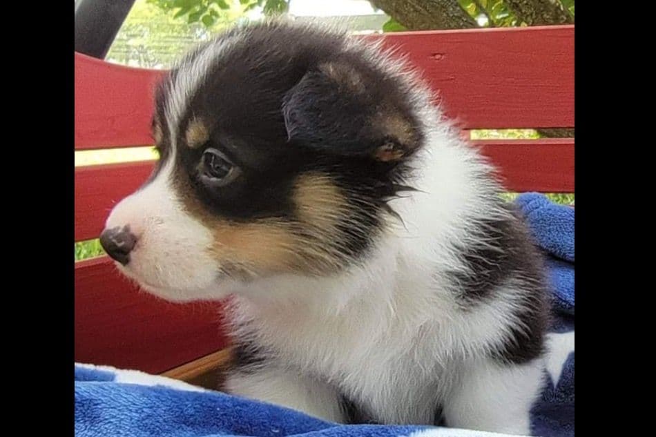 Pembroke Welsh Corgi Puppies breeder image 3
