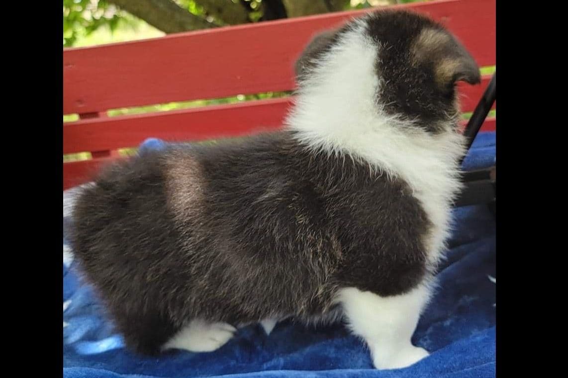 Pembroke Welsh Corgi Puppies breeder image 4