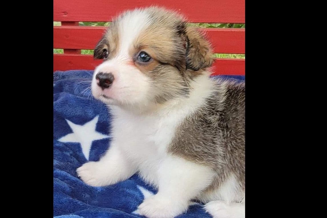Pembroke Welsh Corgi Puppies breeder image 5