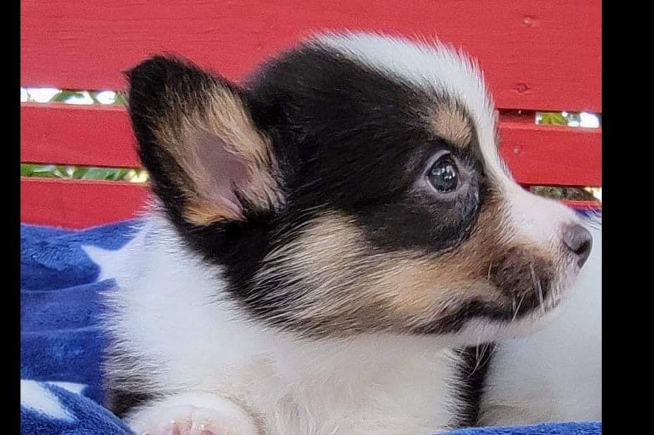 Pembroke Welsh Corgi Puppies breeder image 6