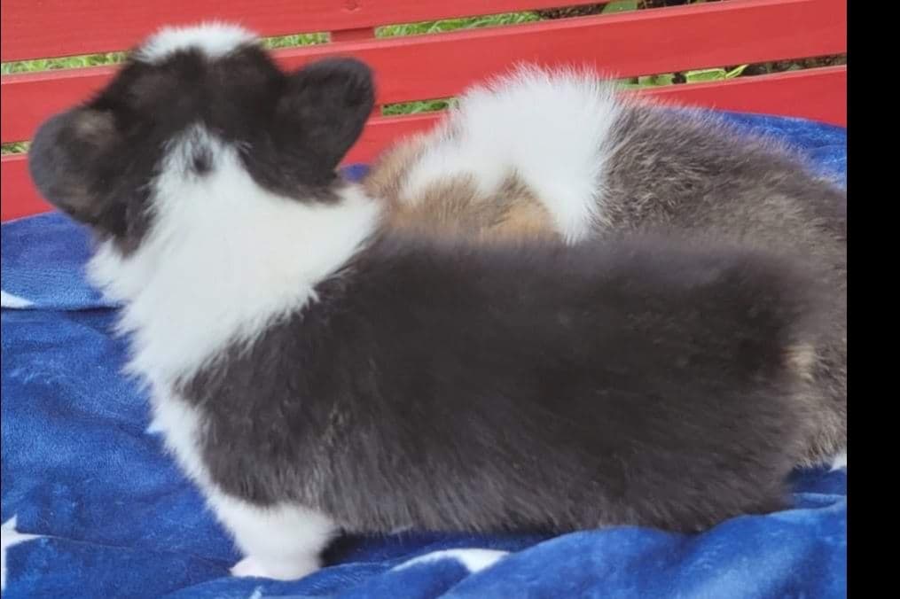 Pembroke Welsh Corgi Puppies breeder image 7
