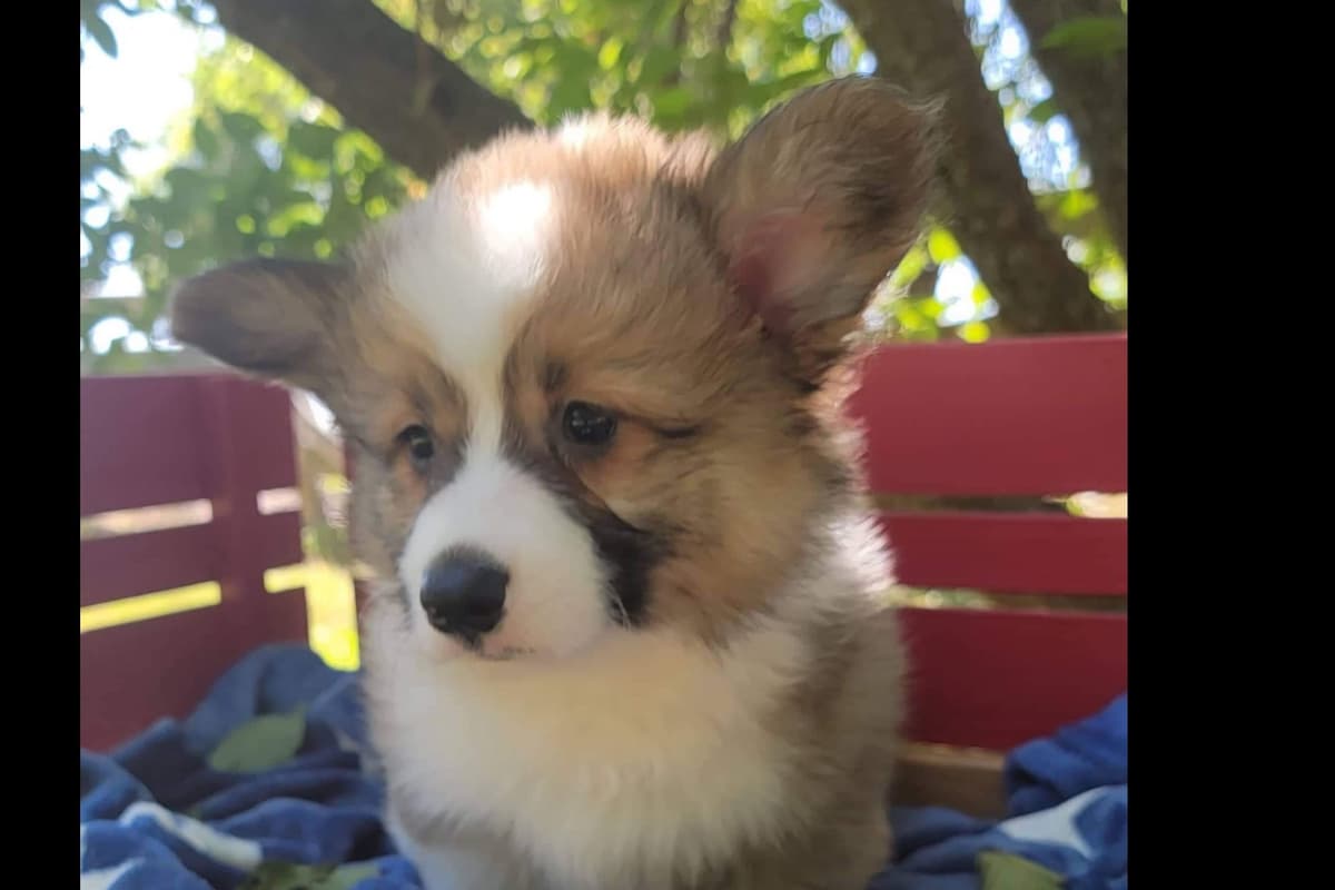 Pembroke Welsh Corgi Puppies breeder image 9