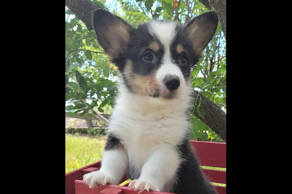 Pembroke Welsh Corgi Puppies breeder image 10