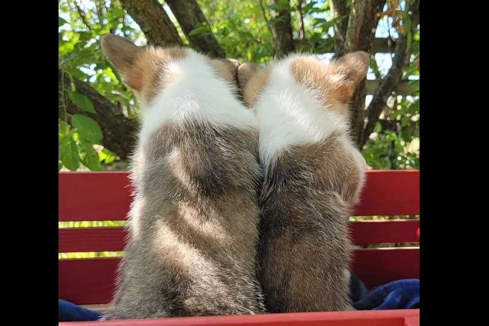 Pembroke Welsh Corgi Puppies breeder image 11