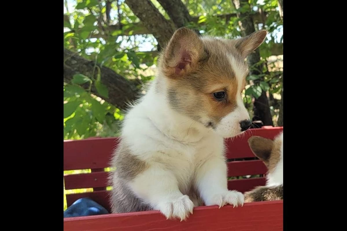 Pembroke Welsh Corgi Puppies breeder image 12