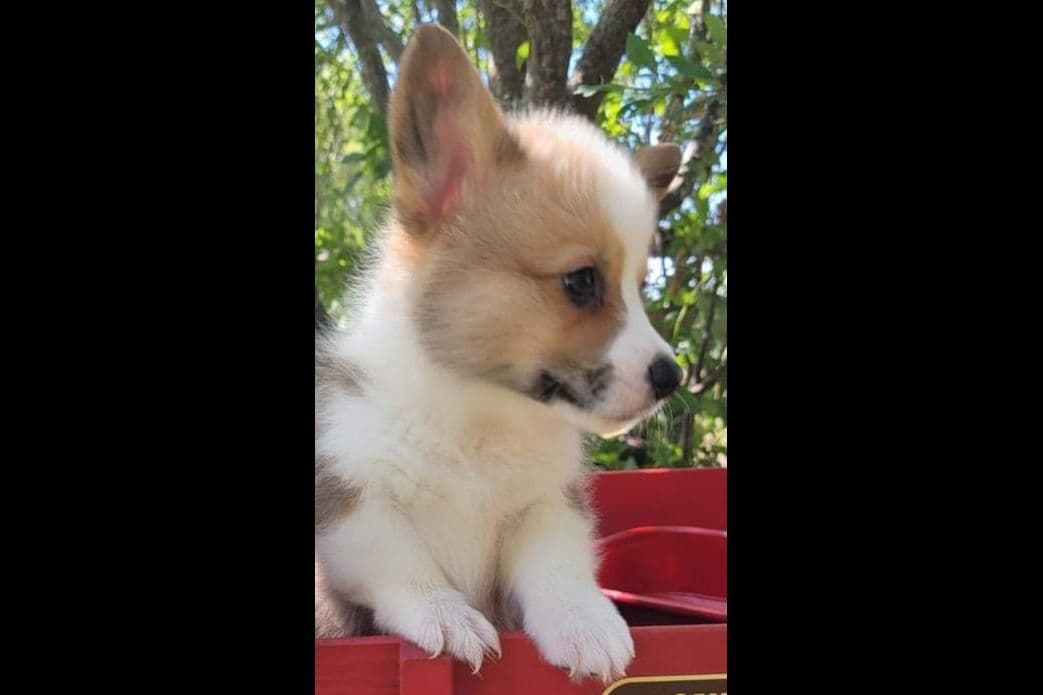 Pembroke Welsh Corgi Puppies breeder image 13