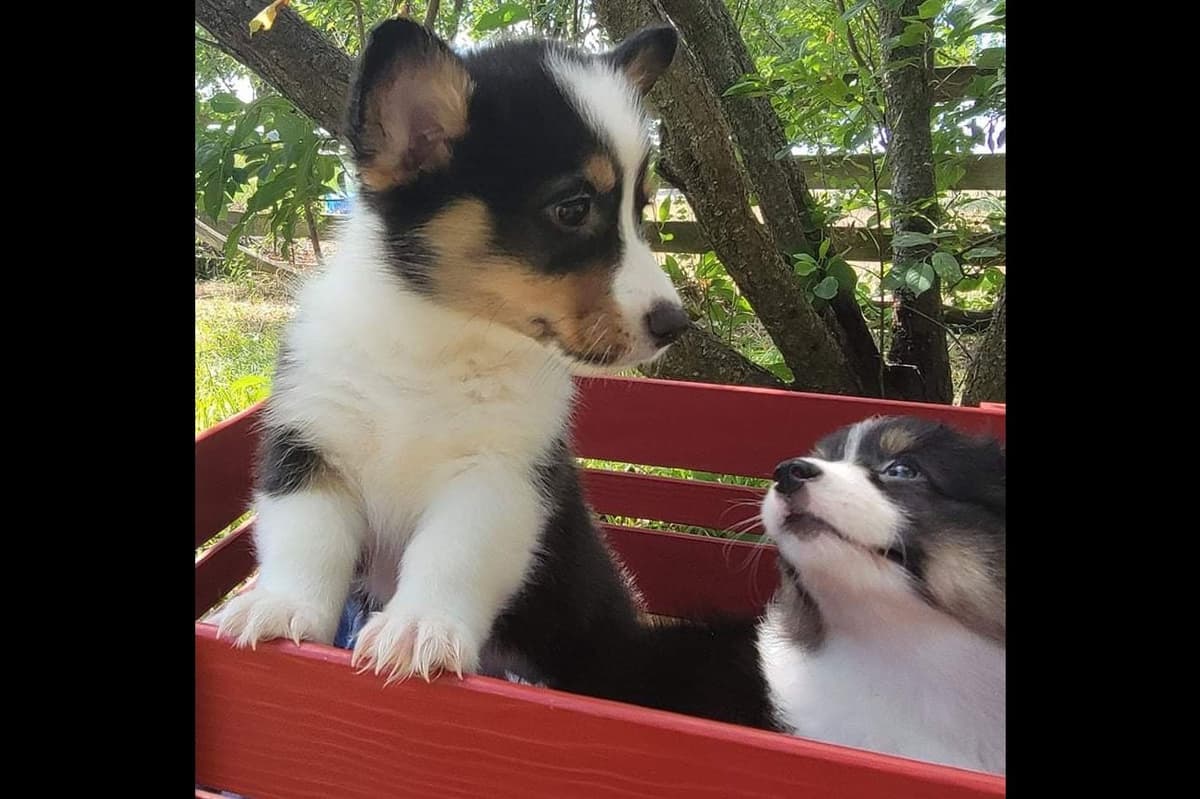 Pembroke Welsh Corgi Puppies breeder image 14