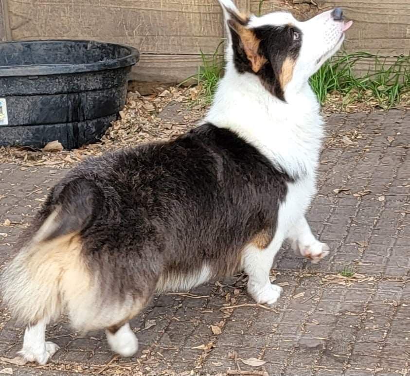 Pembroke Welsh Corgi Puppies breeder image 16
