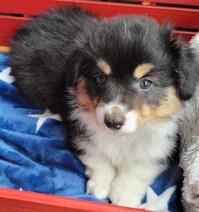 Pembroke Welsh Corgi Puppies breeder image 17