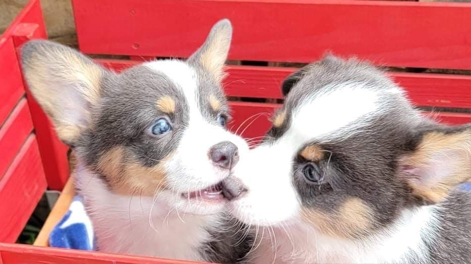 Pembroke Welsh Corgi Puppies breeder image 19