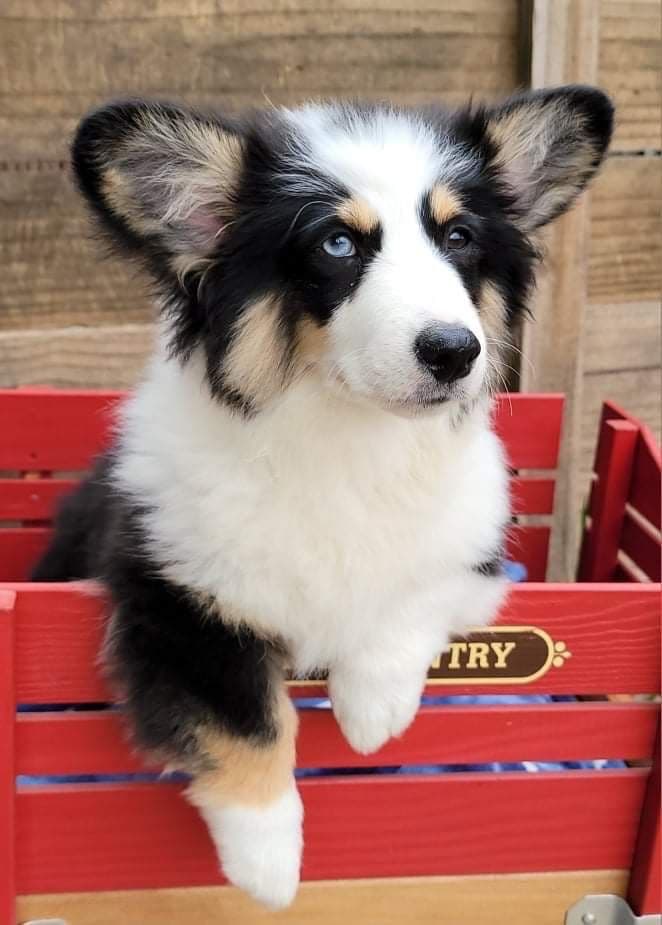 Pembroke Welsh Corgi Puppies breeder image 21