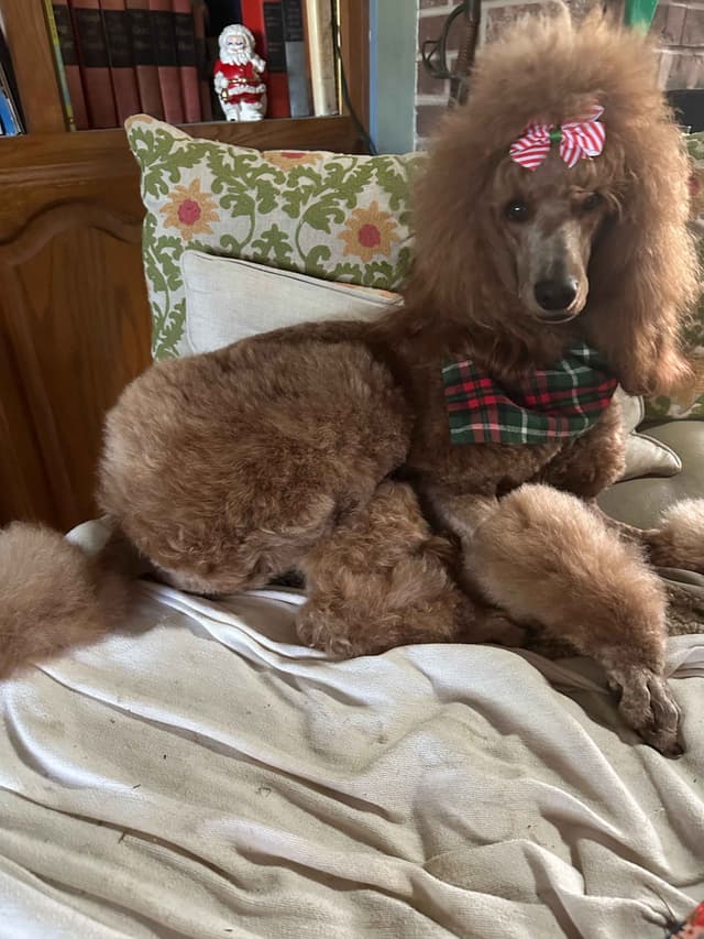 Poodle Puppies media 2