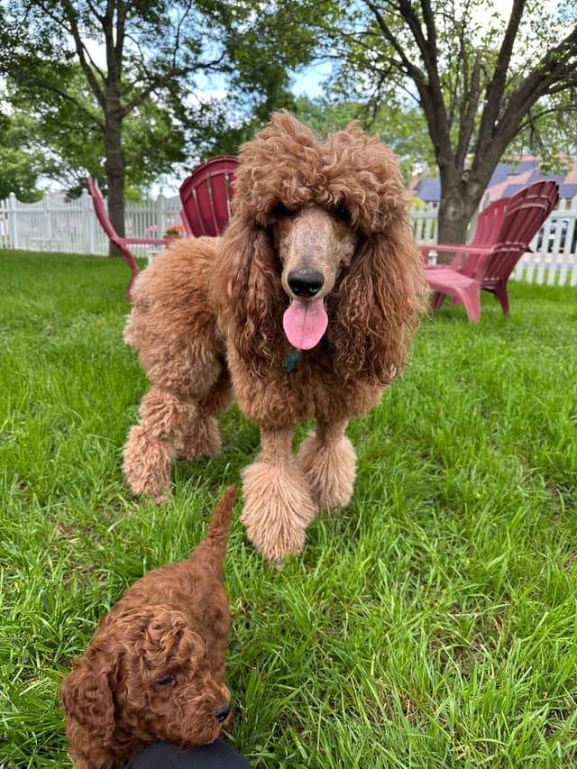 Poodle Puppies media 4