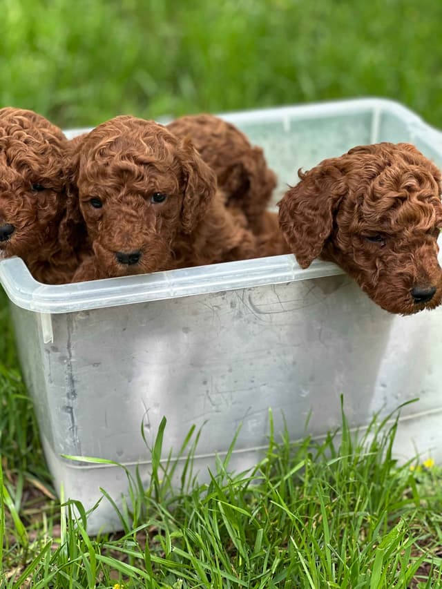 Poodle Puppies media 5