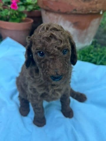 Poodle Puppies media 6