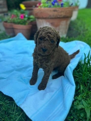 Poodle Puppies media 8