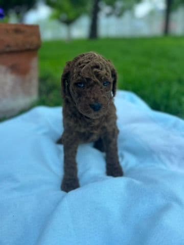 Poodle Puppies media 9