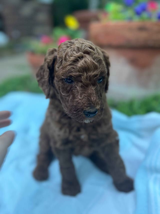 Poodle Puppies media 10