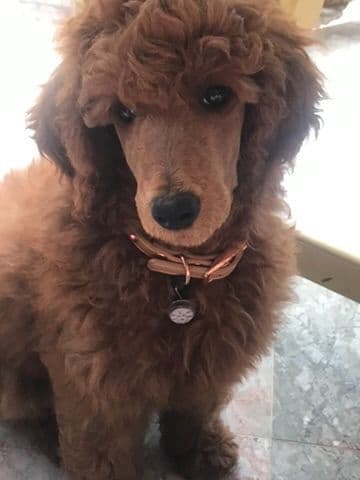 Poodle Puppies media 11