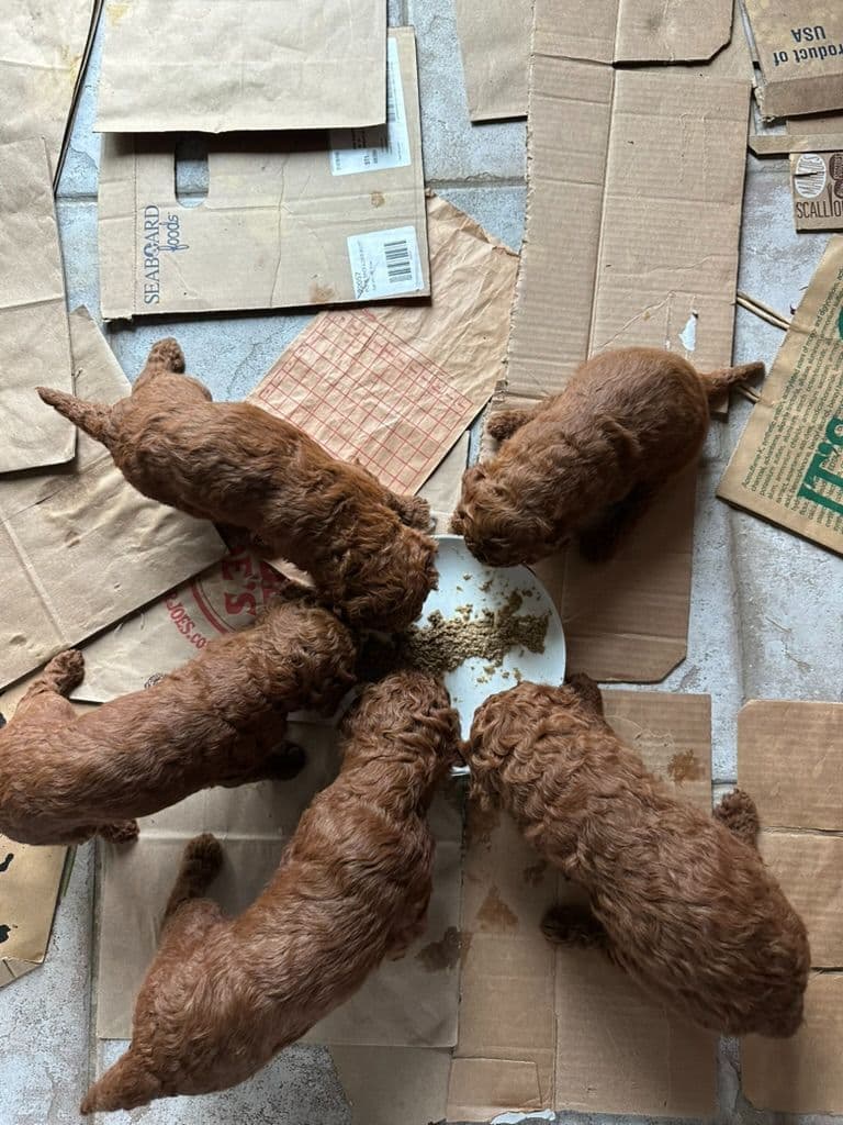 Poodle Puppies breeder image 1