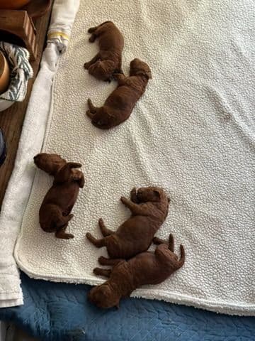 Poodle Puppies breeder image 4