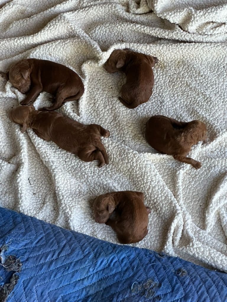 Poodle Puppies breeder image 5