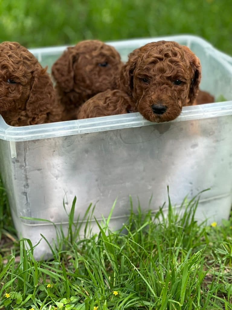 Poodle Puppies breeder image 8