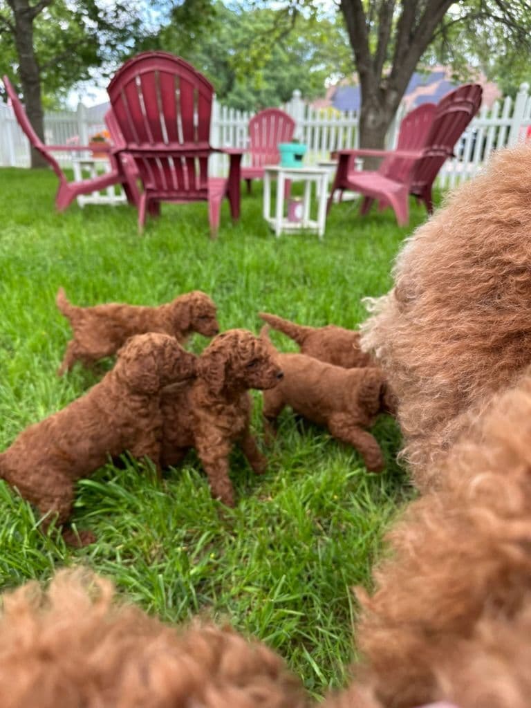 Poodle Puppies breeder image 9