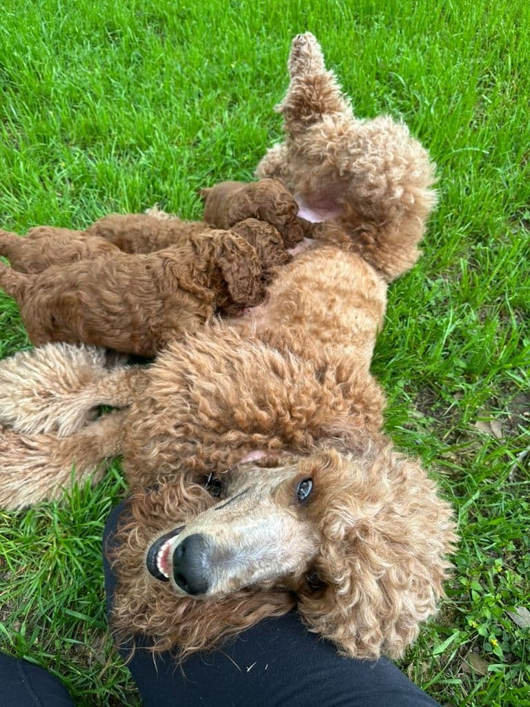 Poodle Puppies breeder image 10