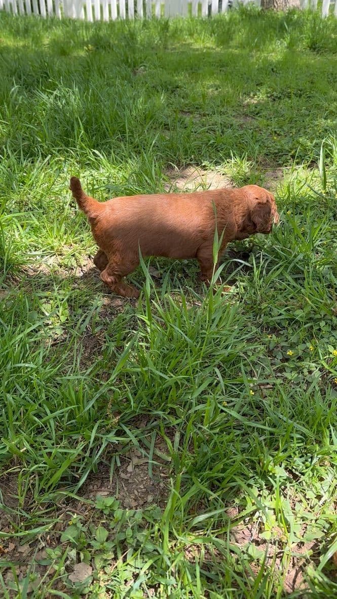 Poodle Puppies breeder image 11