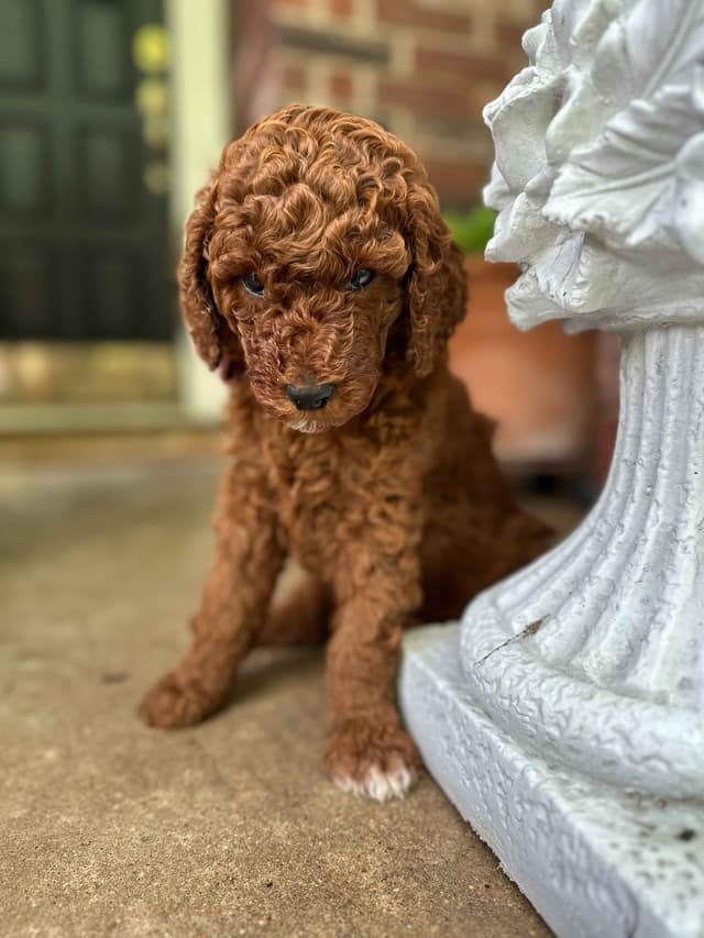 Poodle Puppies media 14
