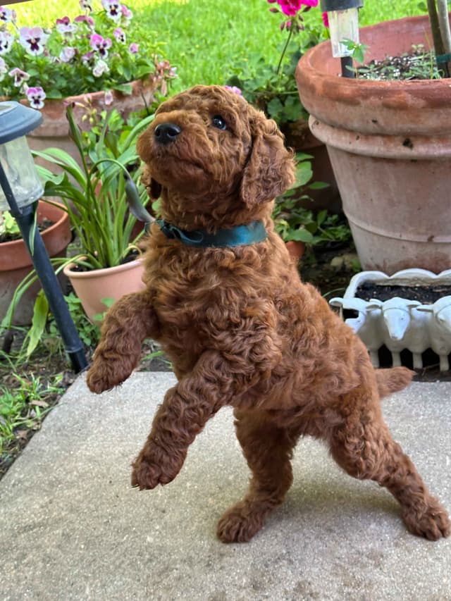 Poodle Puppies media 15