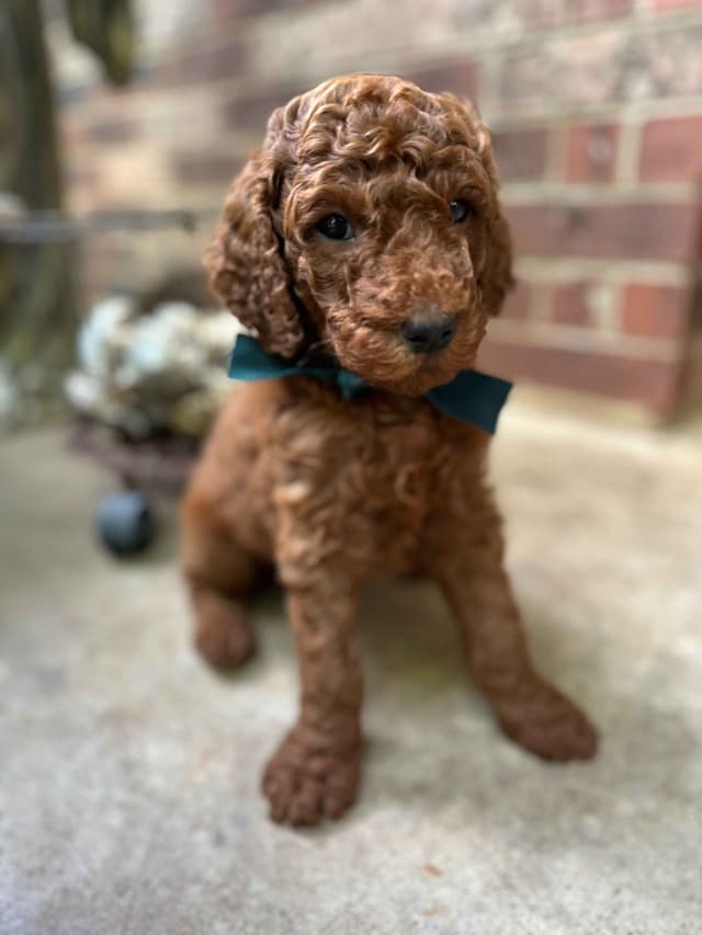 Poodle Puppies media 16