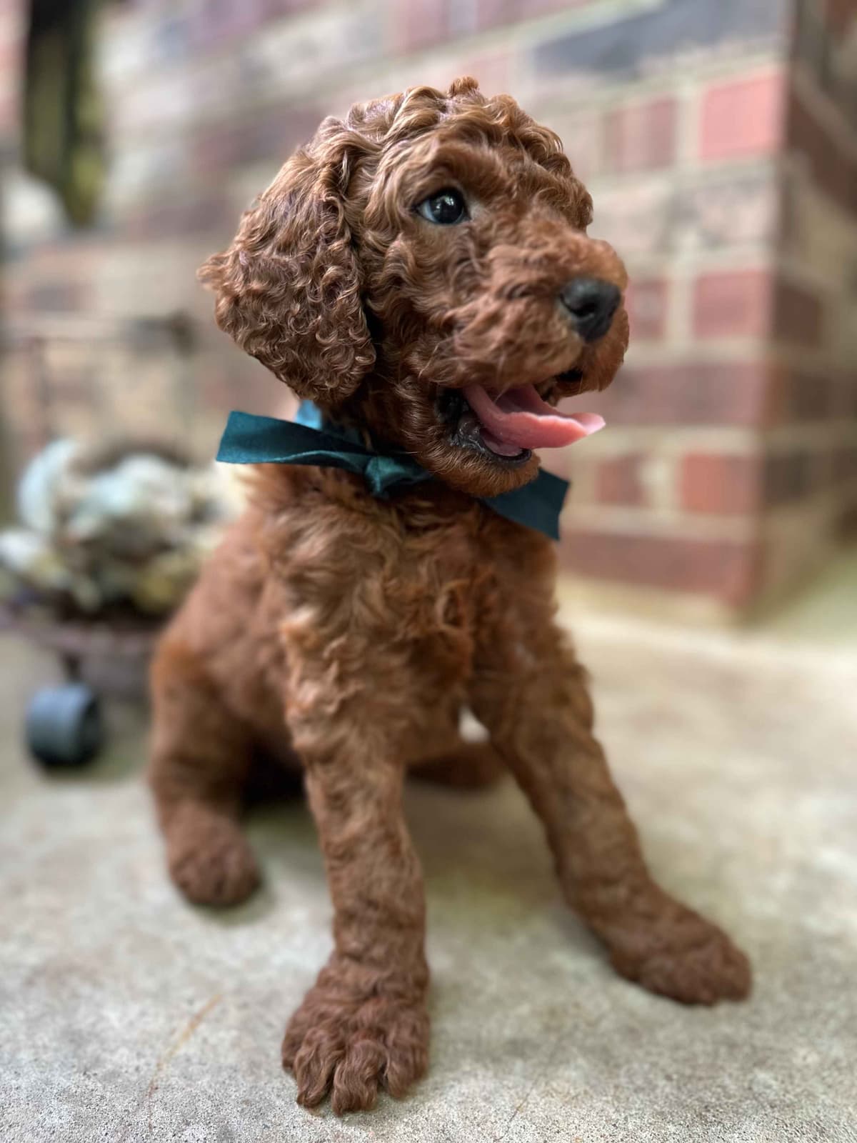 Poodle Puppies breeder image 12