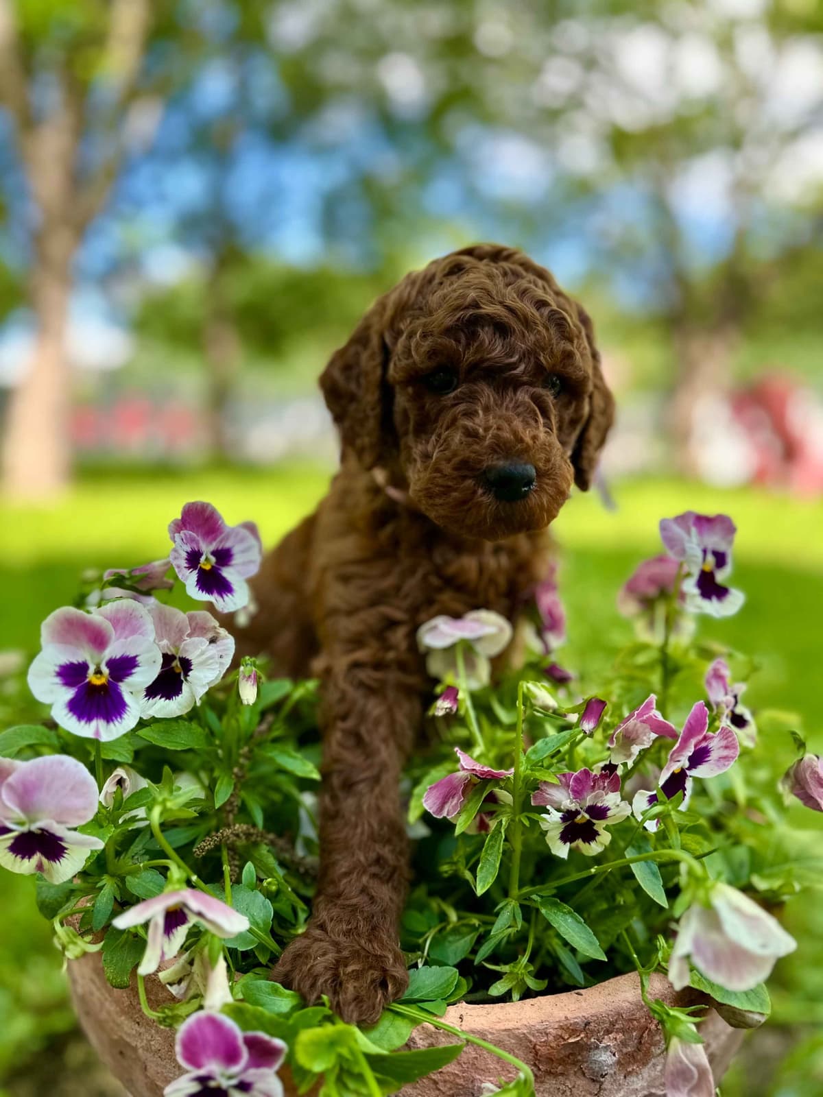 Poodle Puppies breeder image 13