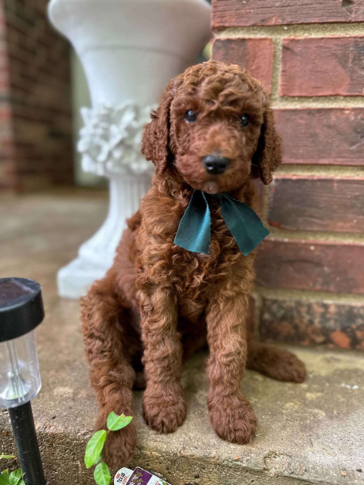 Poodle Puppies breeder image 14