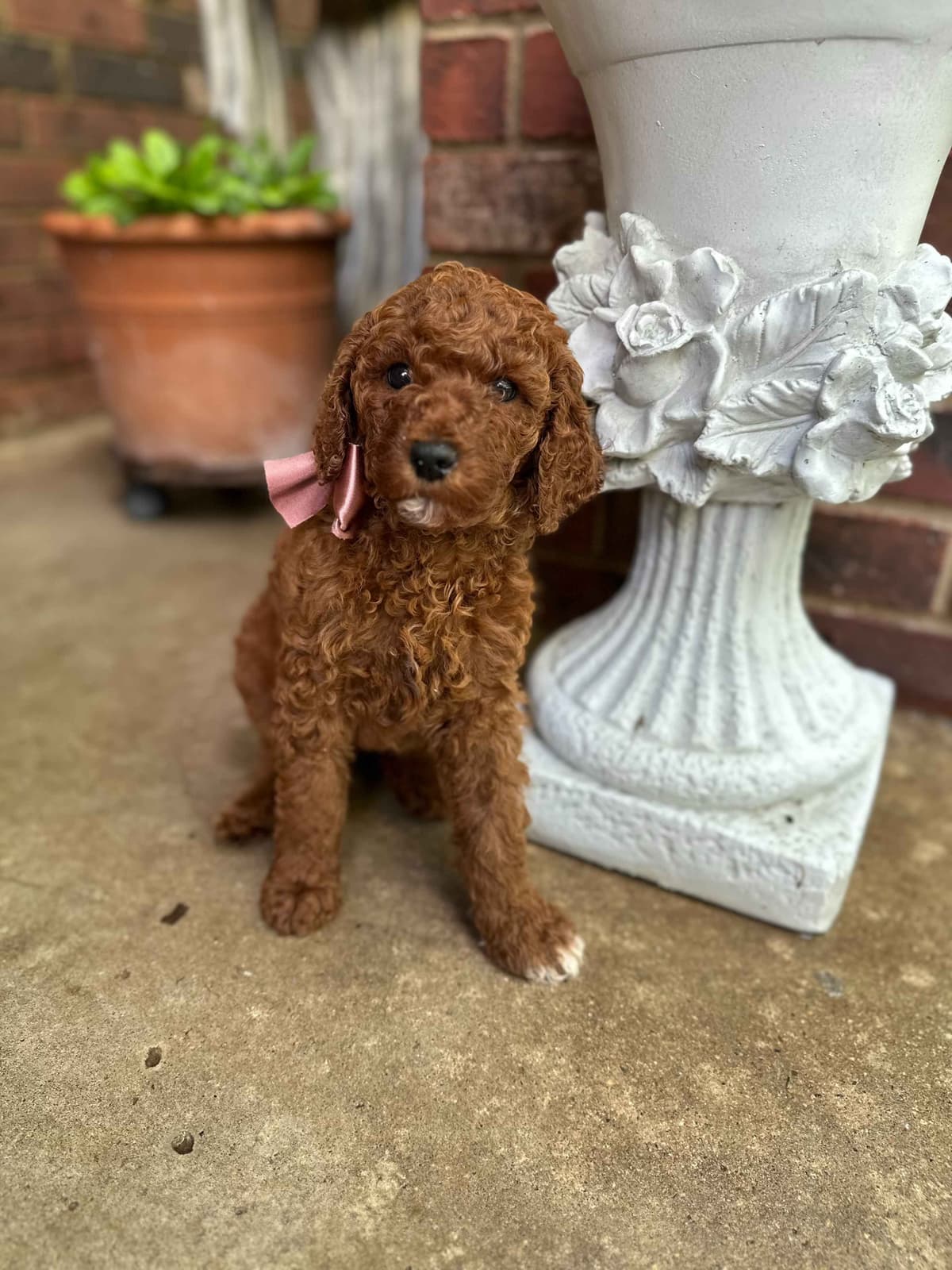 Poodle Puppies breeder image 15
