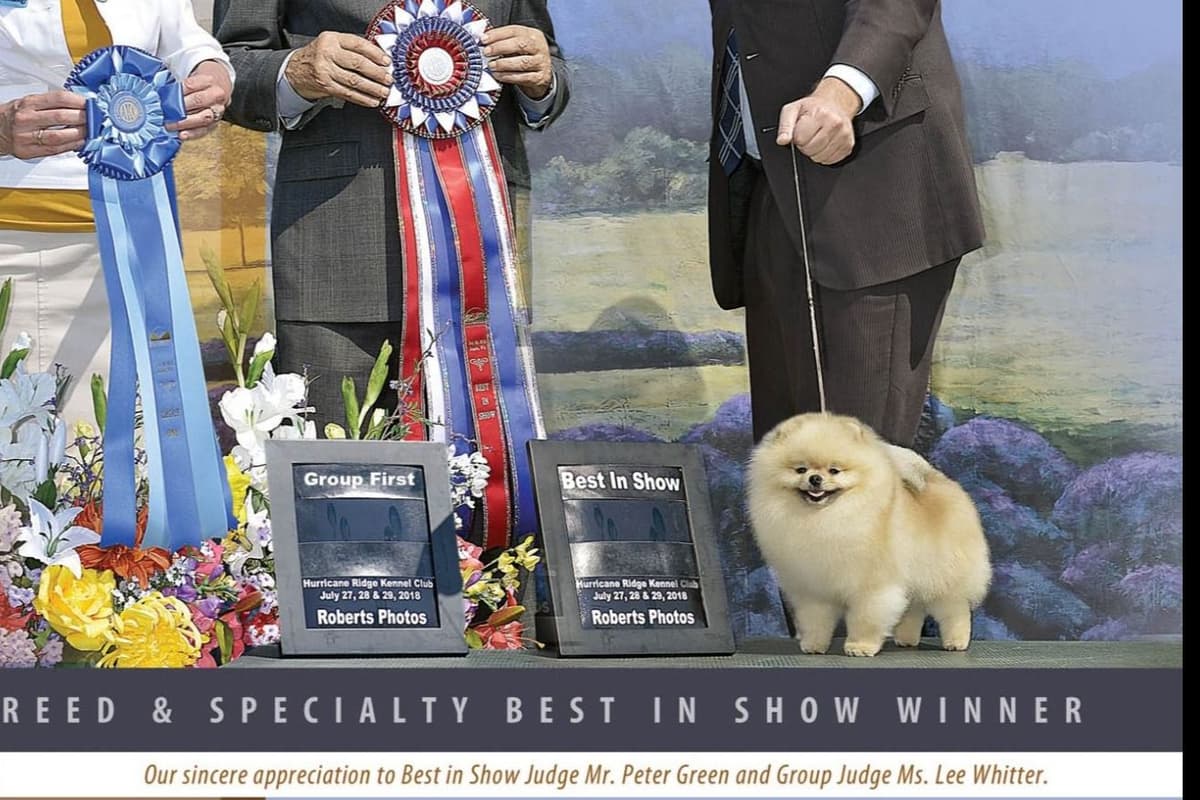 Pomeranian Puppies breeder image 1