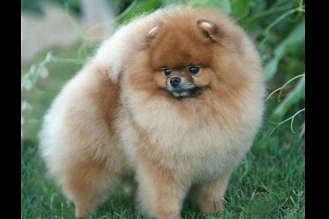Pomeranian Puppies breeder image 3