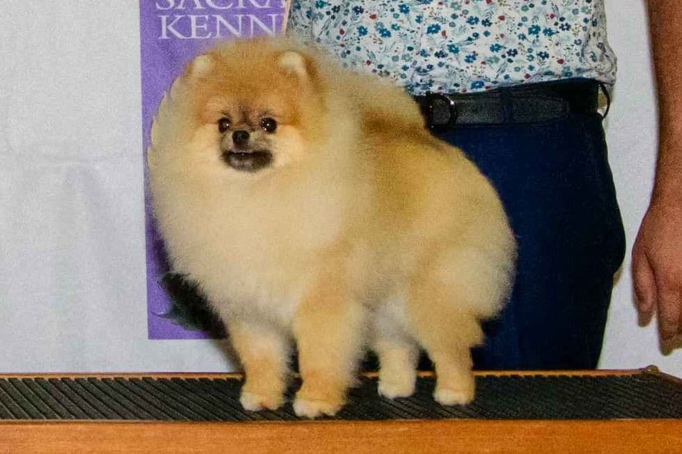 Pomeranian Puppies breeder image 4