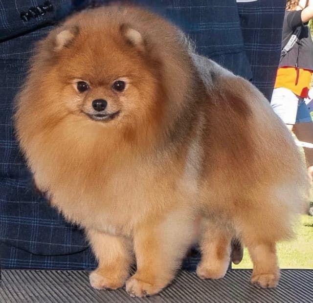 Pomeranian Puppies media 2