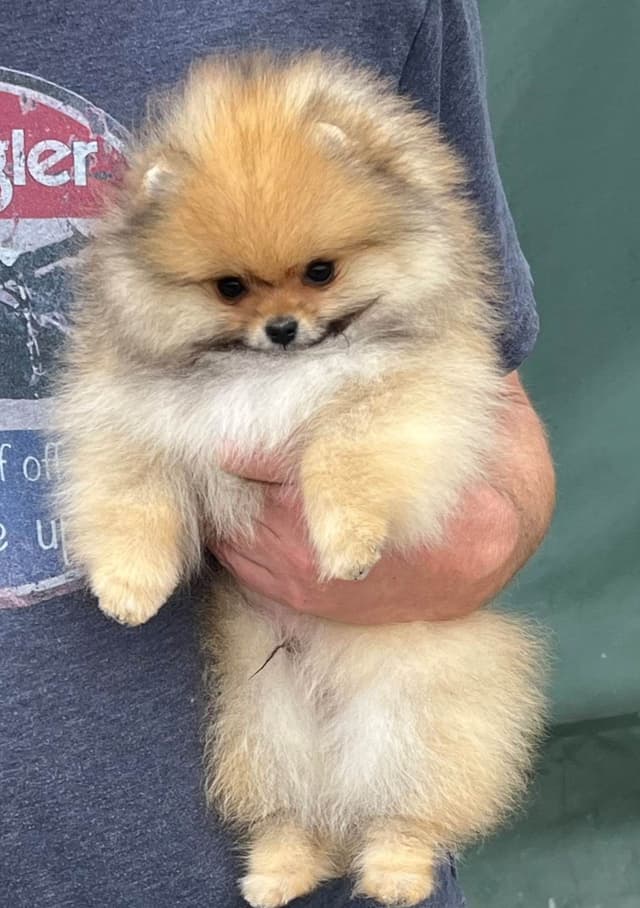 Pomeranian Puppies media 3