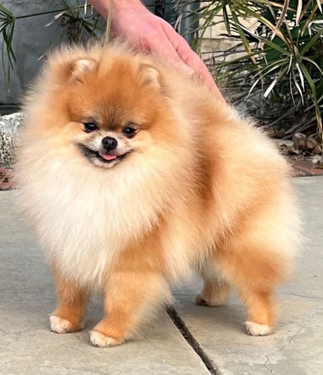Pomeranian Puppies media 5