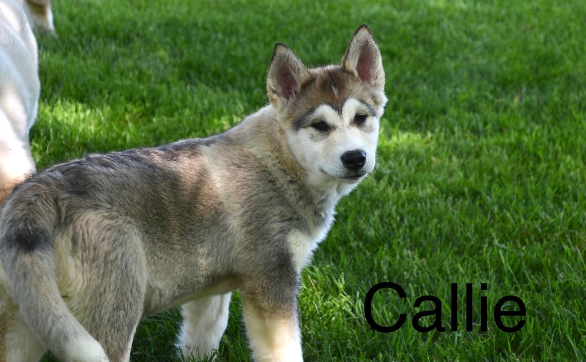 Alaskan Malamute Puppies breeder image 2