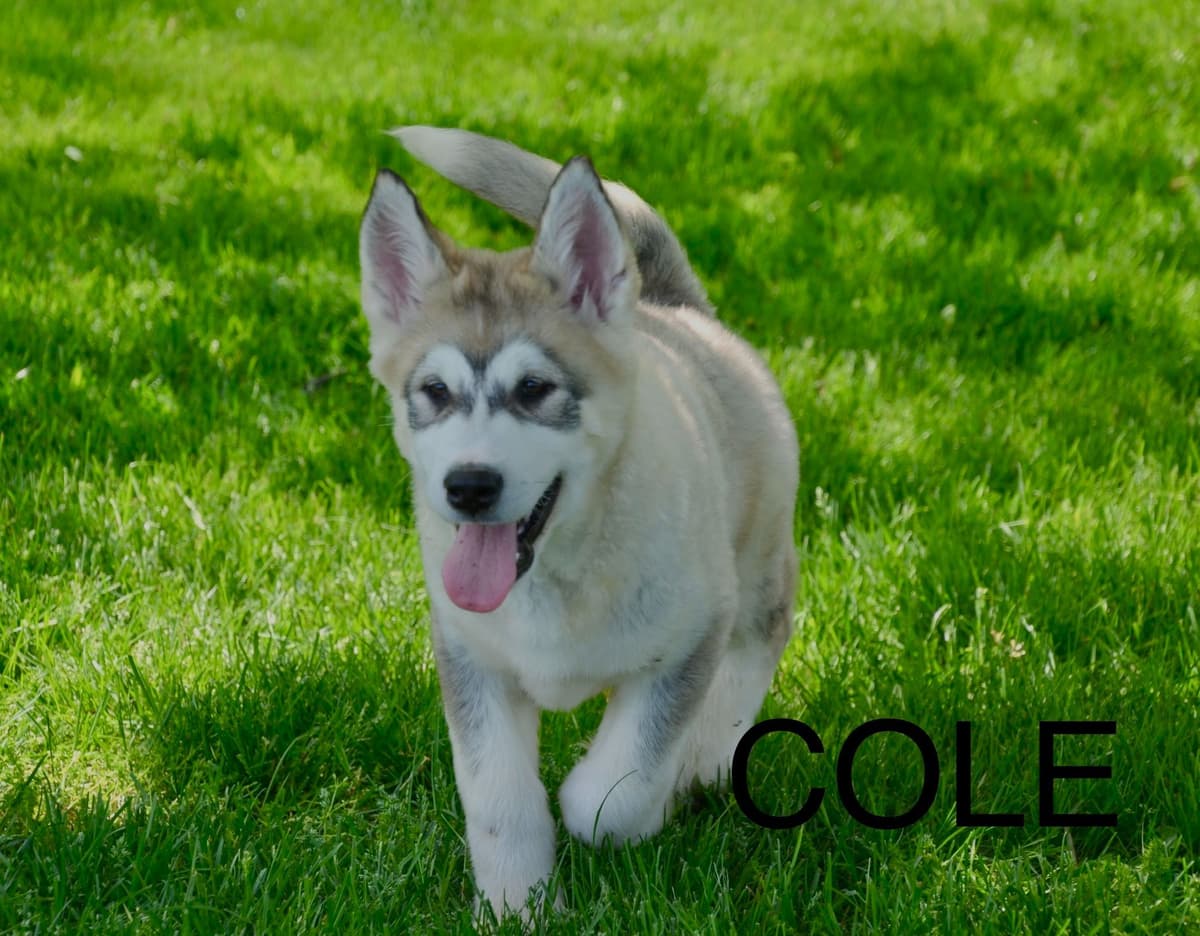 Alaskan Malamute Puppies breeder image 3
