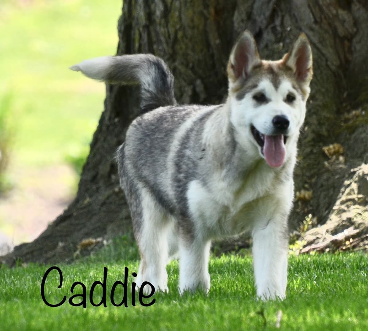 Alaskan Malamute Puppies breeder image 5