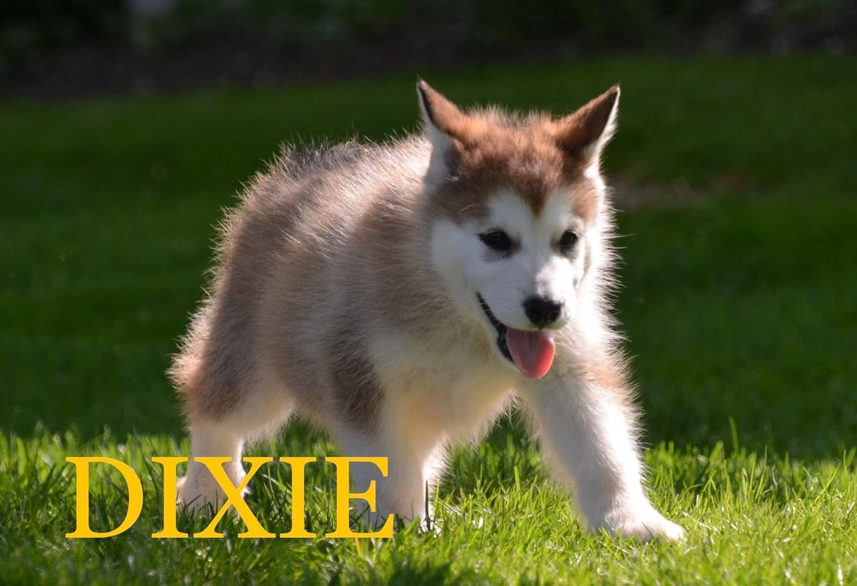 Alaskan Malamute Puppies breeder image 6